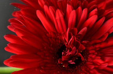 close up of beautiful red  gerbera flower