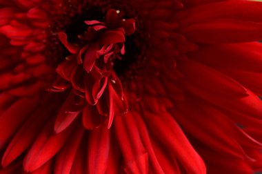 close up of beautiful red  gerbera flower