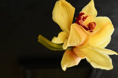 Güzel orkide çiçeğine yaklaş.