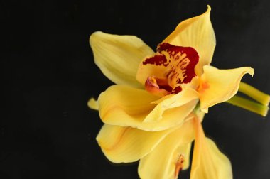 Güzel orkide çiçekleri yakın çekim