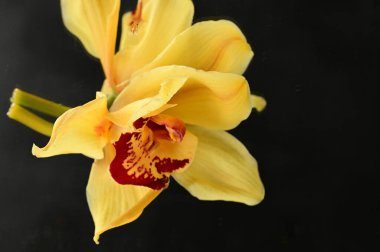 Güzel orkide çiçekleri yakın çekim