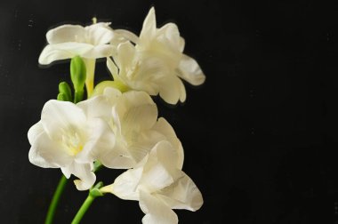 beautiful floral  composition   with freesias 