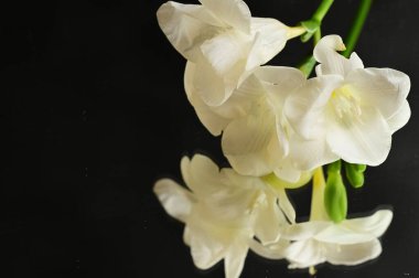 beautiful floral  composition   with freesias 
