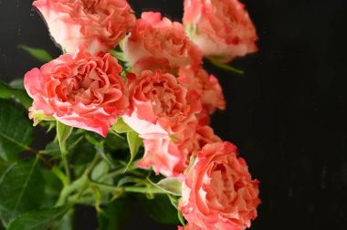 beautiful  composition   with roses   on black background