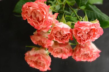 beautiful  composition   with roses   on black background