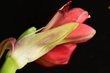 beautiful red  amaryllis flowers, close up