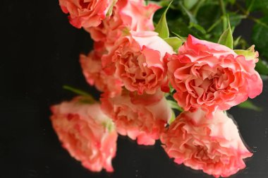 beautiful  composition   with roses   on black background