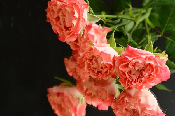 beautiful  composition   with roses   on black background
