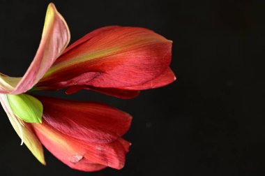 beautiful red  amaryllis flowers, close up