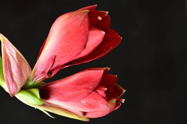 beautiful red  amaryllis flowers, close up
