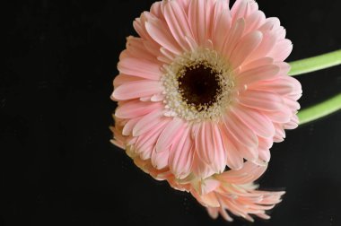 beautiful floral  composition   with gerberas 