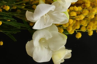 floral  composition   with freesias  and mimosas    on black background