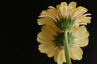 beautiful floral  composition   with gerberas 