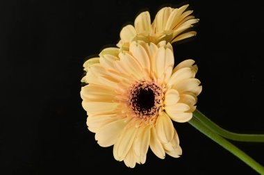 beautiful floral  composition   with gerberas 