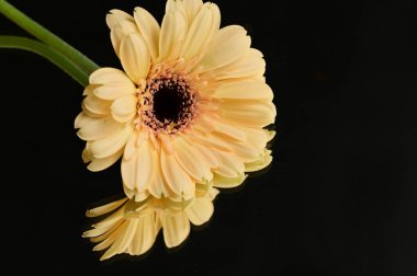 beautiful floral  composition   with gerberas 