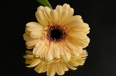 beautiful floral  composition   with gerberas 