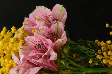 beautiful floral  composition   with mimosas 