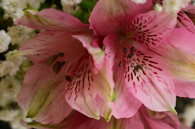 beautiful floral composition, close up