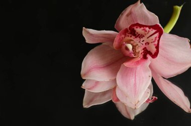Güzel pembe orkide çiçek yakın çekim