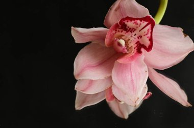 Güzel pembe orkide çiçek yakın çekim