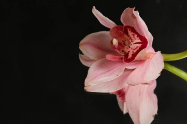 Güzel pembe orkide çiçek yakın çekim