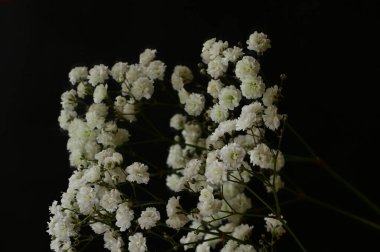 floral  composition   with white flowers     on black background