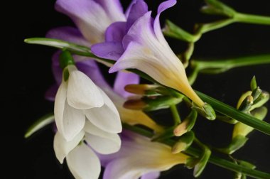 beautiful  freesia  flowers composition, close up