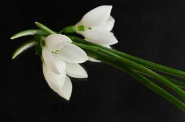 beautiful  spring   snowdrops on black background