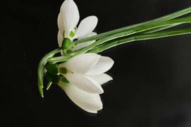 beautiful  spring   snowdrops on black background