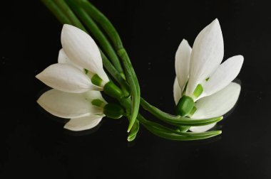 beautiful  spring   snowdrops on black background