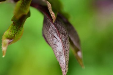 bud of beautiful   flower  in the garden 
