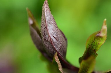 bud of beautiful   flower  in the garden 