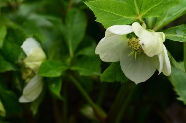 Bahçedeki güzel beyaz çiçekler 