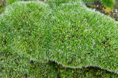 green grass in garden, flora