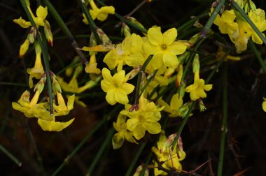 yellow  winter jasmine, close up 
