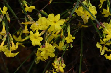 yellow  winter jasmine, close up 