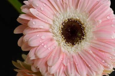 güzel gerbera çiçek yakın çekim