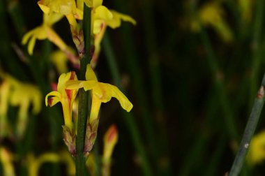 winter jasmine  flowers (Jasminum nudiflorum) 