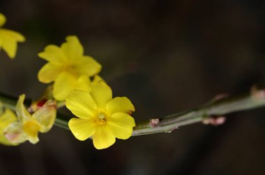  yellow winter jasmine  flowers 