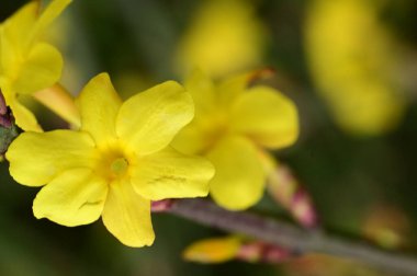 winter jasmine  flowers (Jasminum nudiflorum)  the earliest flowering plans to bloom, often in January.