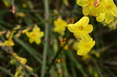  winter jasmine  flowers on branch 