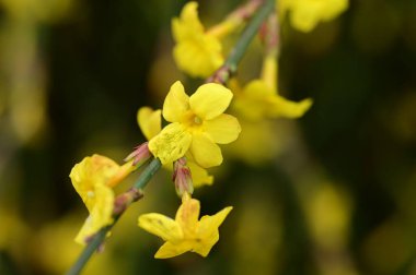  winter jasmine  flowers on branch 