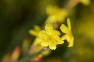  winter jasmine  flowers on branch 