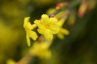  winter jasmine  flowers on branch 