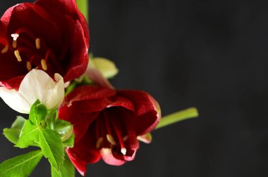 beautiful composition with  amaryllis  flowers on a black background