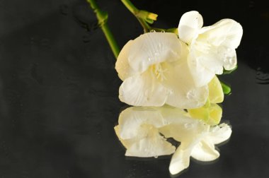beautiful flowers bouquet, close up