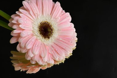 Siyah arka planda güzel Gerbera çiçekleri