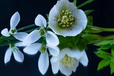 floral composition with snowdrops, beautiful botanical shot, natural wallpaper