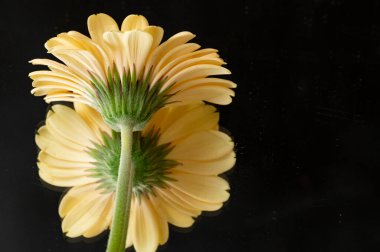 yellow gerberas, flowers, close up