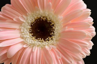 güzel gerbera çiçek yakın çekim